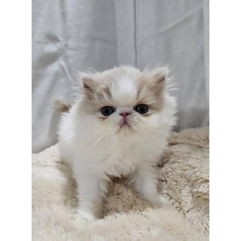 販売中の大阪府のエキゾチックショートヘア-131538の2枚目