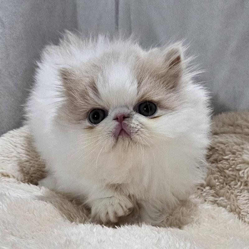 販売中の大阪府のエキゾチックショートヘア-131538