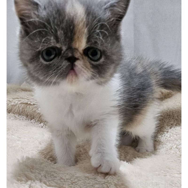 販売中の大阪府のエキゾチックショートヘア-131545の5枚目