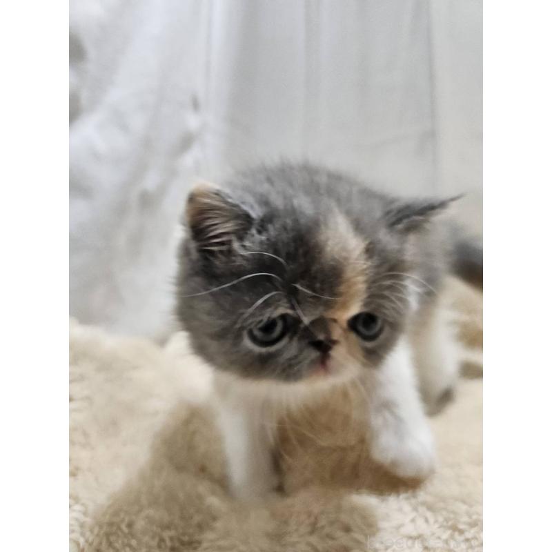 販売中の大阪府のエキゾチックショートヘア-131545の4枚目