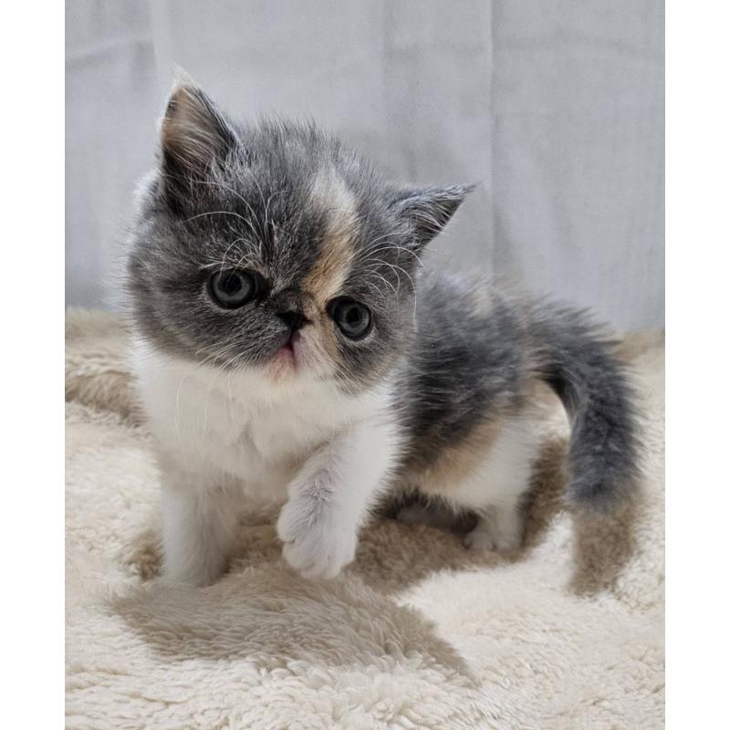 販売中の大阪府のエキゾチックショートヘア-131545の3枚目