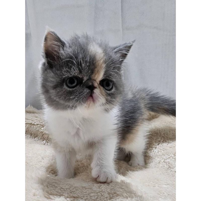 販売中の大阪府のエキゾチックショートヘア-131545の2枚目