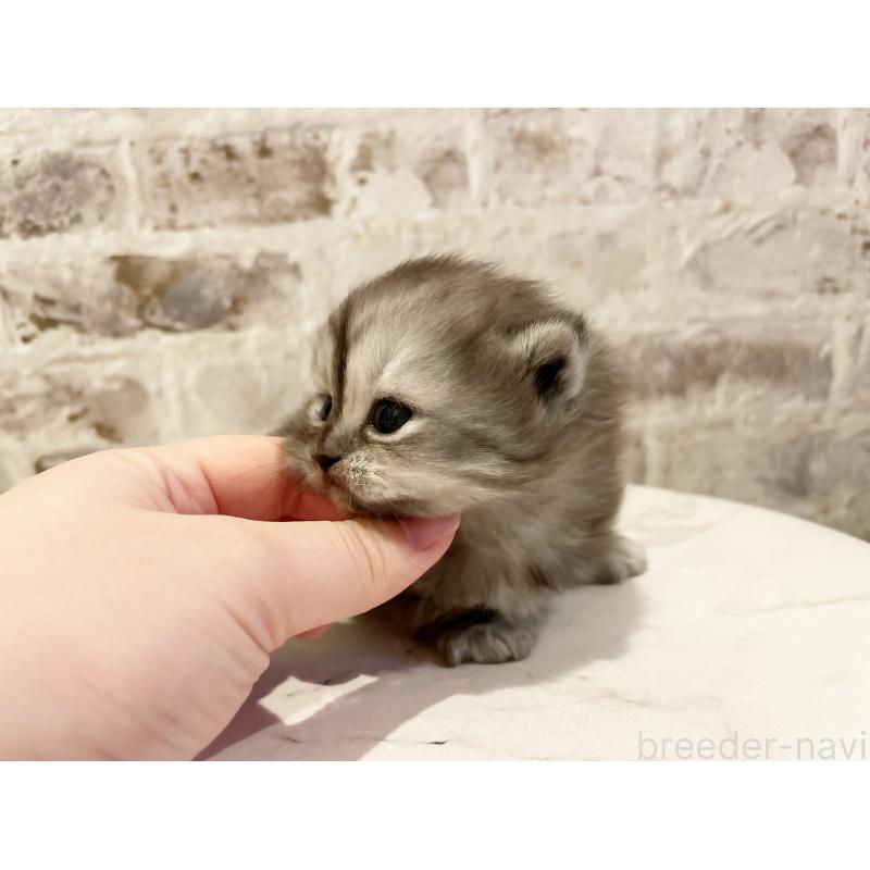 販売中の島根県のミヌエット-131539の5枚目