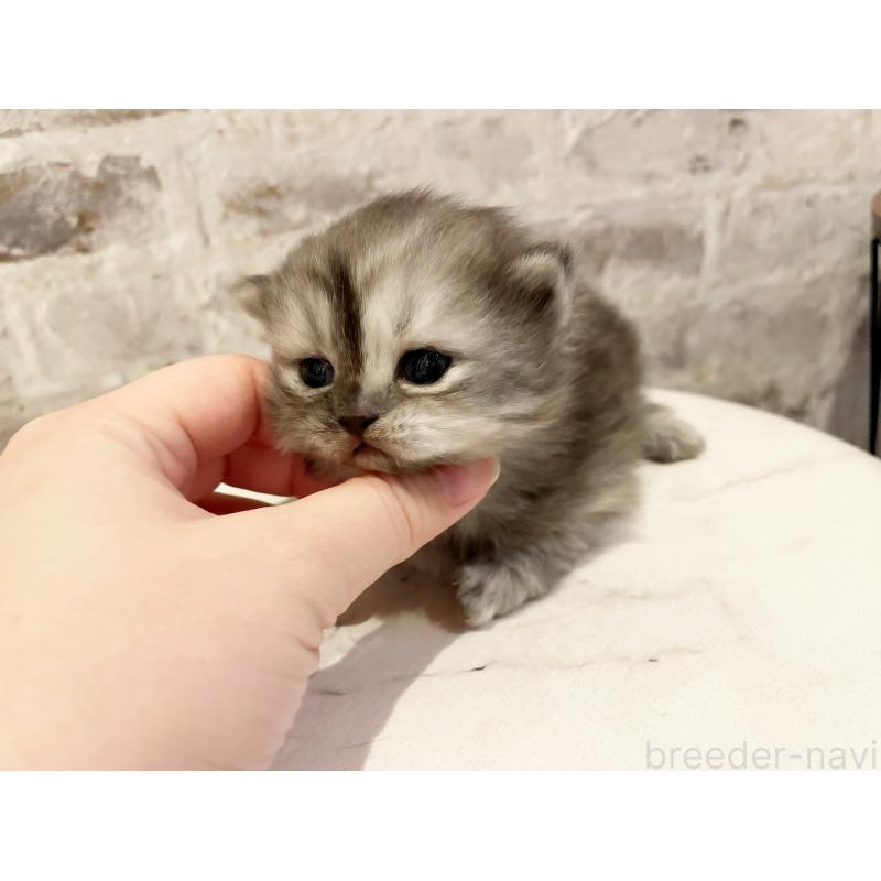 販売中の島根県のミヌエット-131539の4枚目