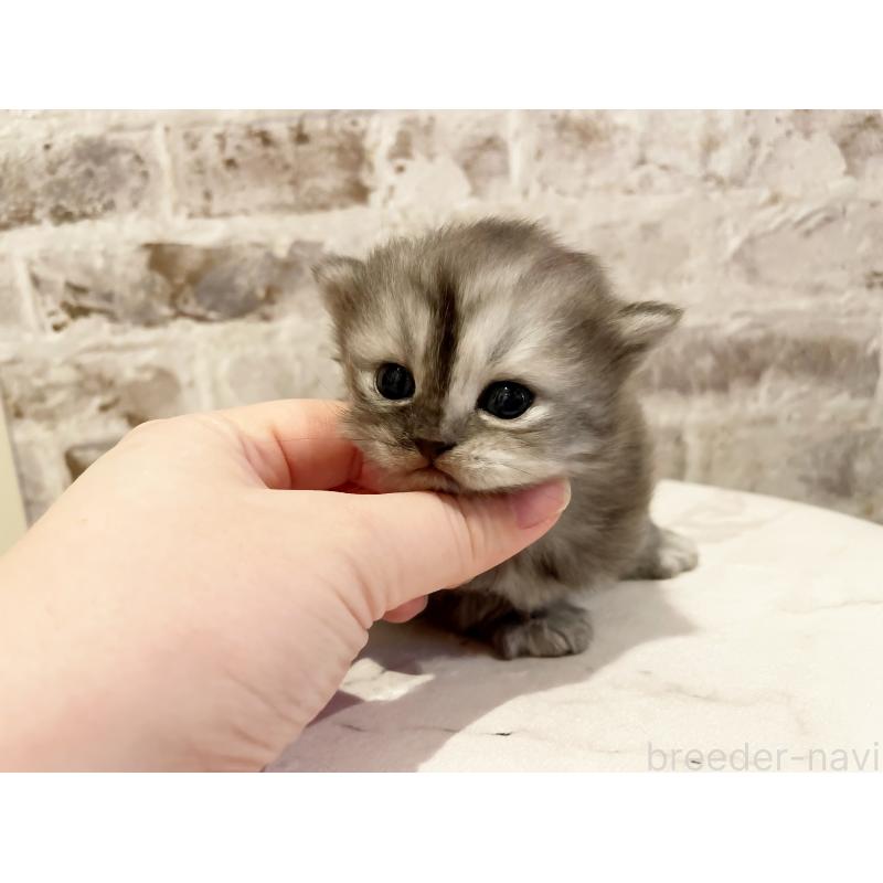 販売中の島根県のミヌエット-131539の3枚目