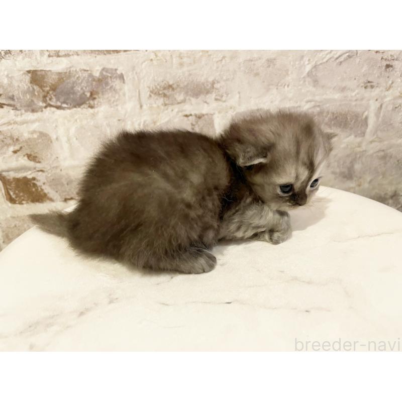 販売中の島根県のミヌエット-131539の2枚目