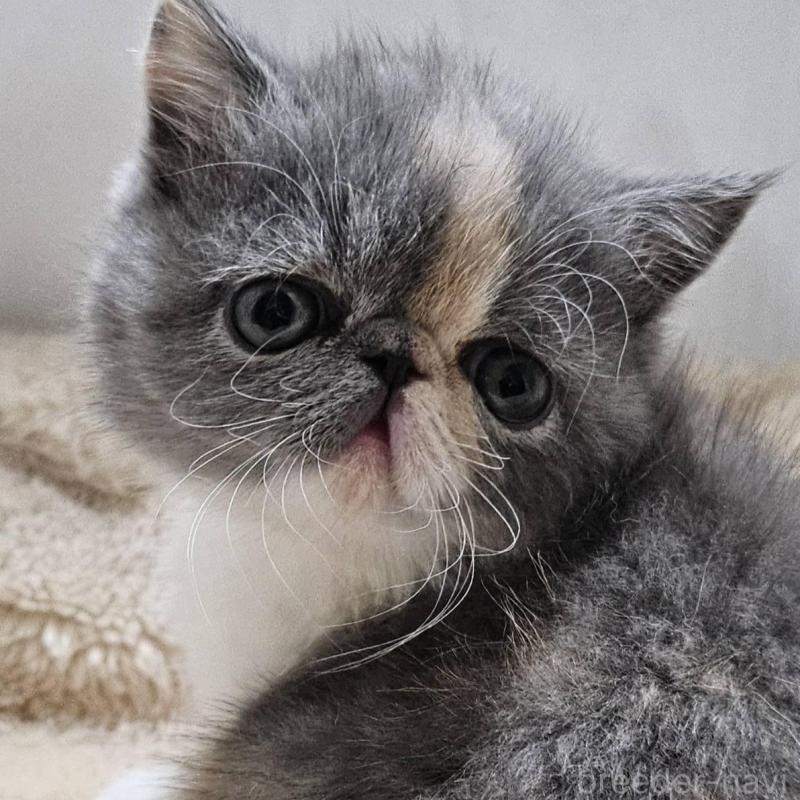 販売中の大阪府のエキゾチックショートヘア-131545