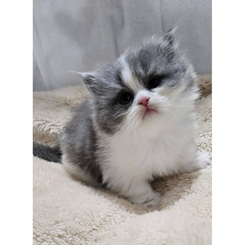 販売中の大阪府のマンチカン(短足)-131550の5枚目