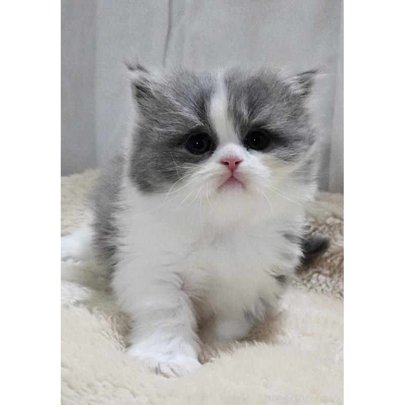 販売中の大阪府のマンチカン(短足)-131550の4枚目