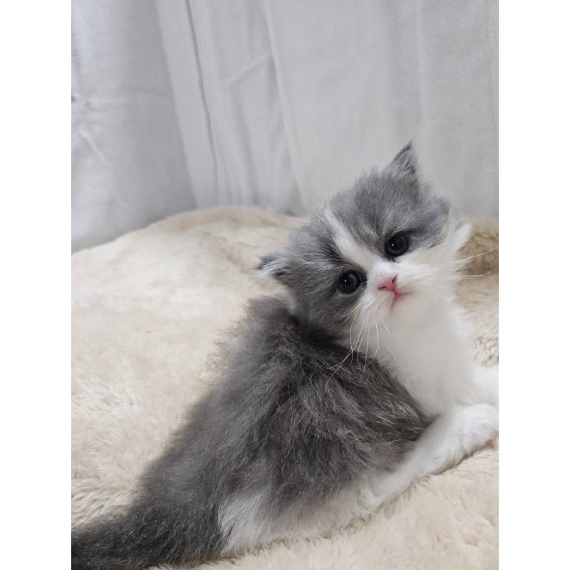 販売中の大阪府のマンチカン(短足)-131550の3枚目