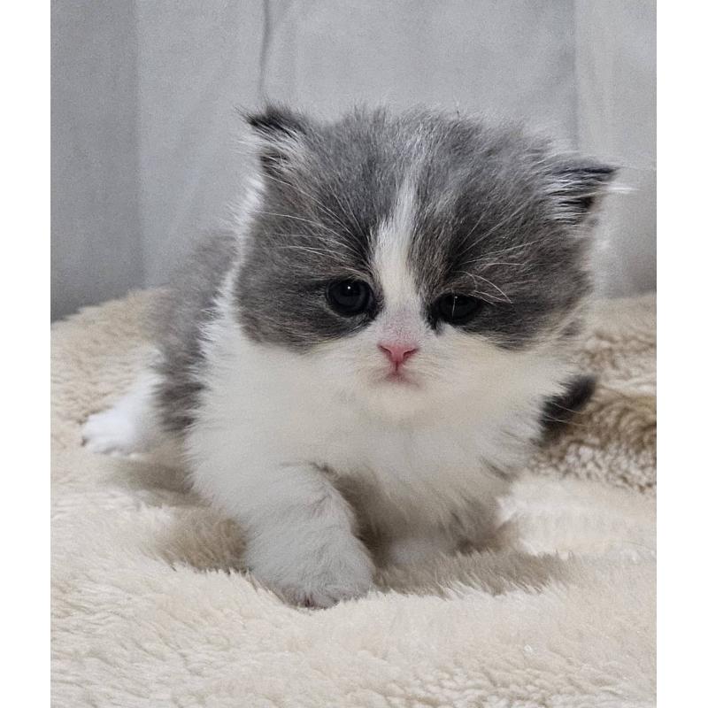 販売中の大阪府のマンチカン(短足)-131550の2枚目