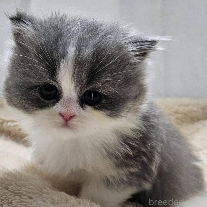 販売中の大阪府のマンチカン(短足)-131550