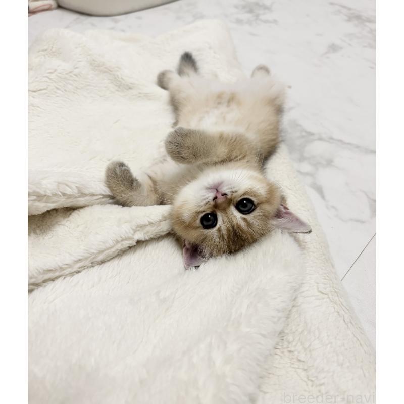 販売中の大阪府のブリティッシュショートヘア-131554の5枚目