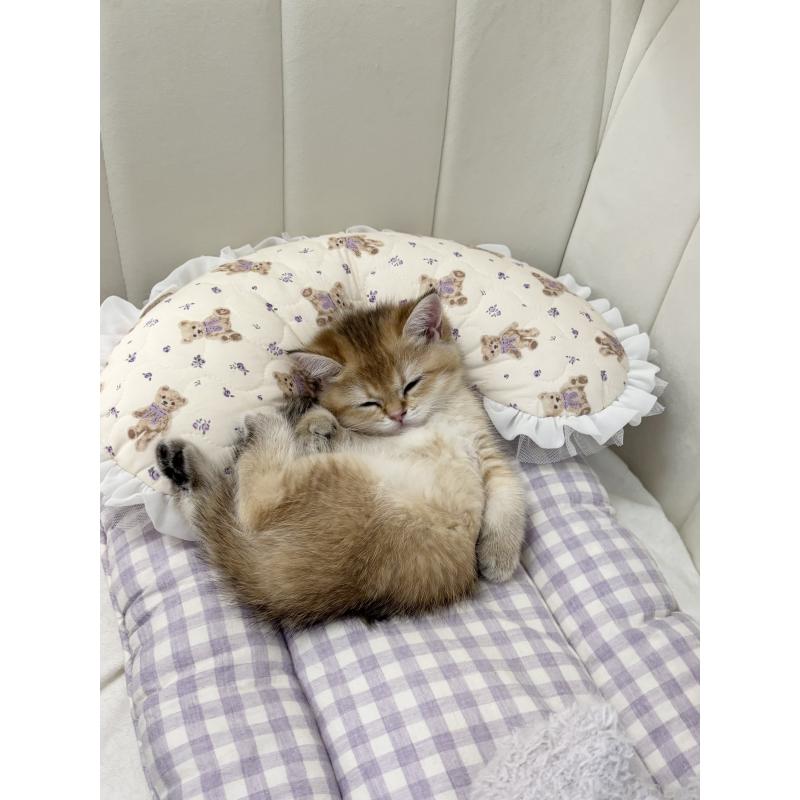 販売中の大阪府のブリティッシュショートヘア-131554の4枚目