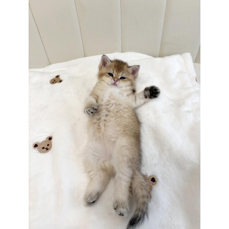 販売中の大阪府のブリティッシュショートヘア-131554の3枚目