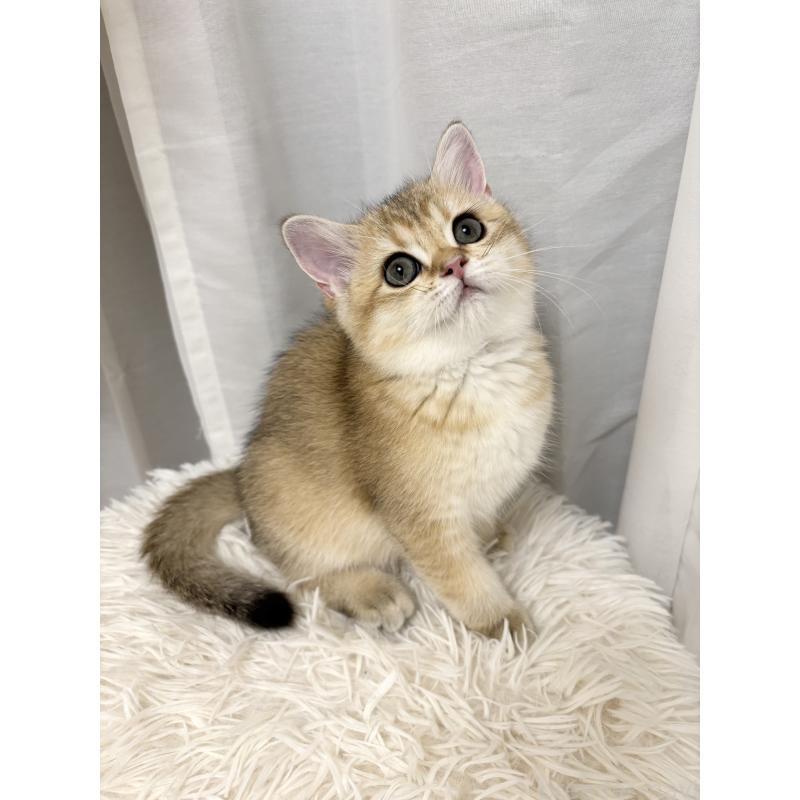 販売中の大阪府のブリティッシュショートヘア-131554の2枚目