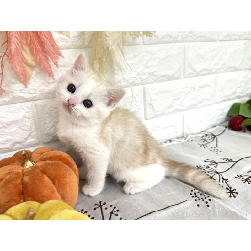 販売中の埼玉県のミヌエット-131571の6枚目