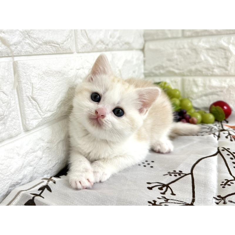 販売中の埼玉県のミヌエット-131571の4枚目