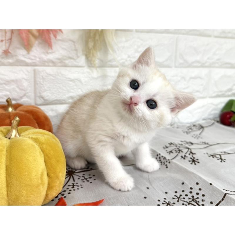 販売中の埼玉県のミヌエット-131571の3枚目