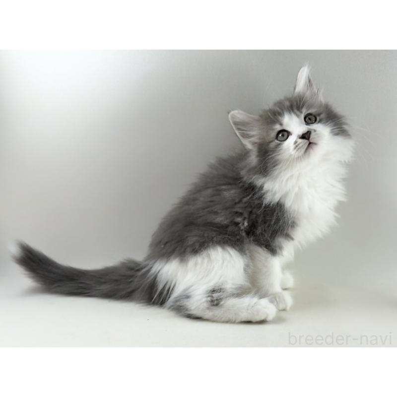 販売中の福岡県のノルウェージャンフォレストキャット-131572の17枚目