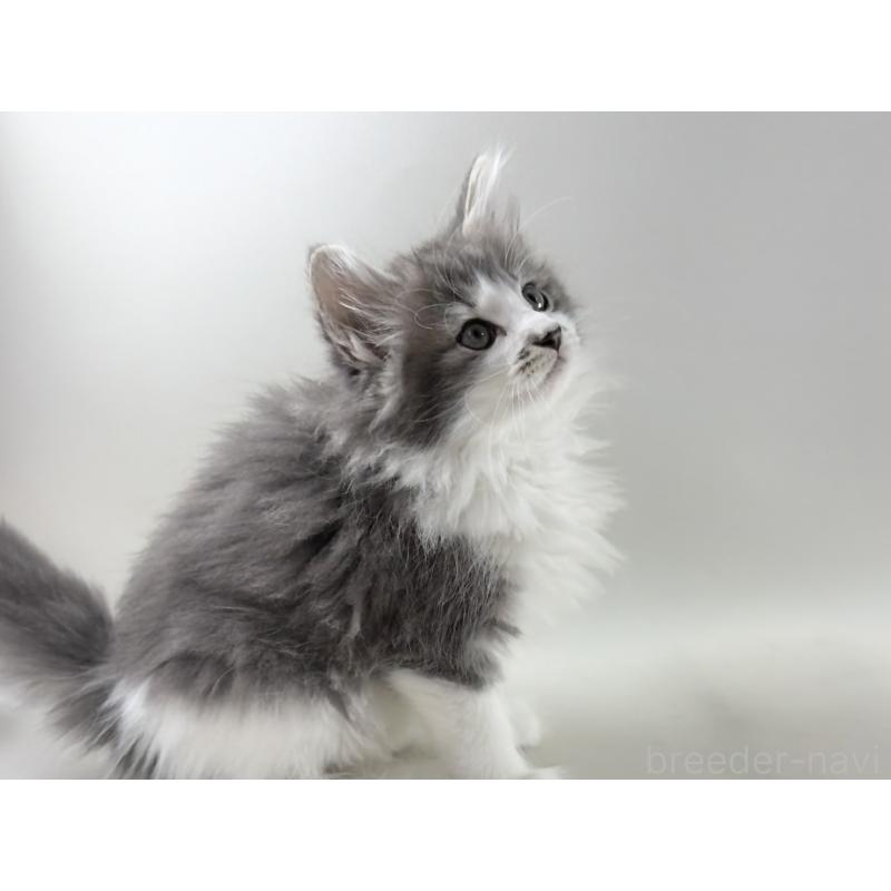 販売中の福岡県のノルウェージャンフォレストキャット-131572の16枚目