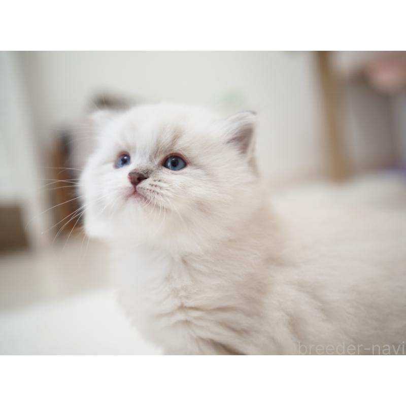 成約済の埼玉県のラグドール-131231の31枚目