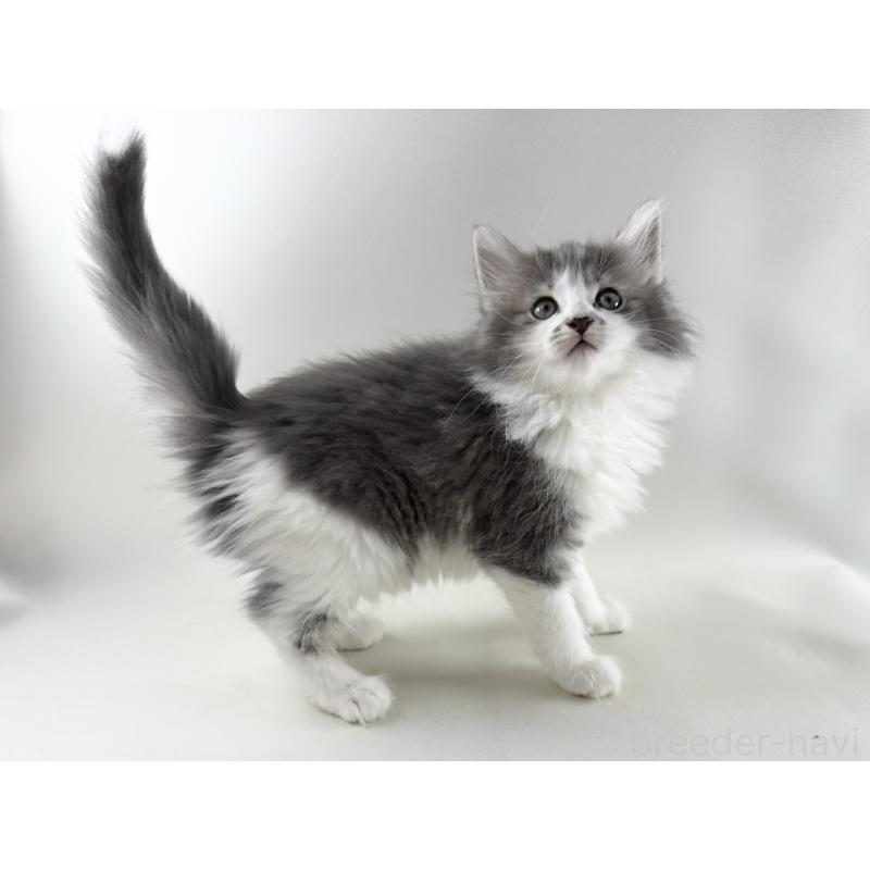 販売中の福岡県のノルウェージャンフォレストキャット-131572の15枚目