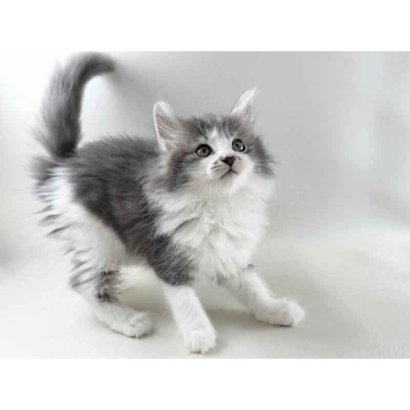 販売中の福岡県のノルウェージャンフォレストキャット-131572の14枚目