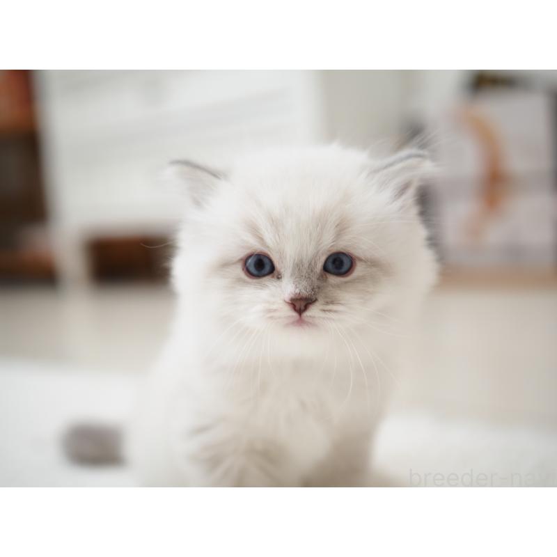 成約済の埼玉県のラグドール-131231の30枚目