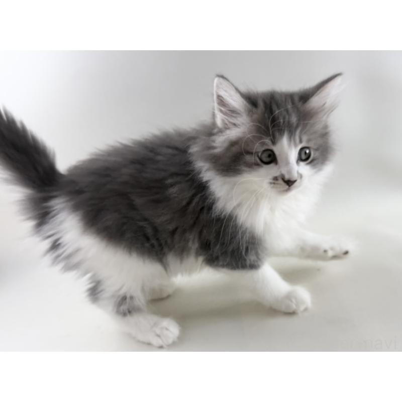 販売中の福岡県のノルウェージャンフォレストキャット-131572の13枚目