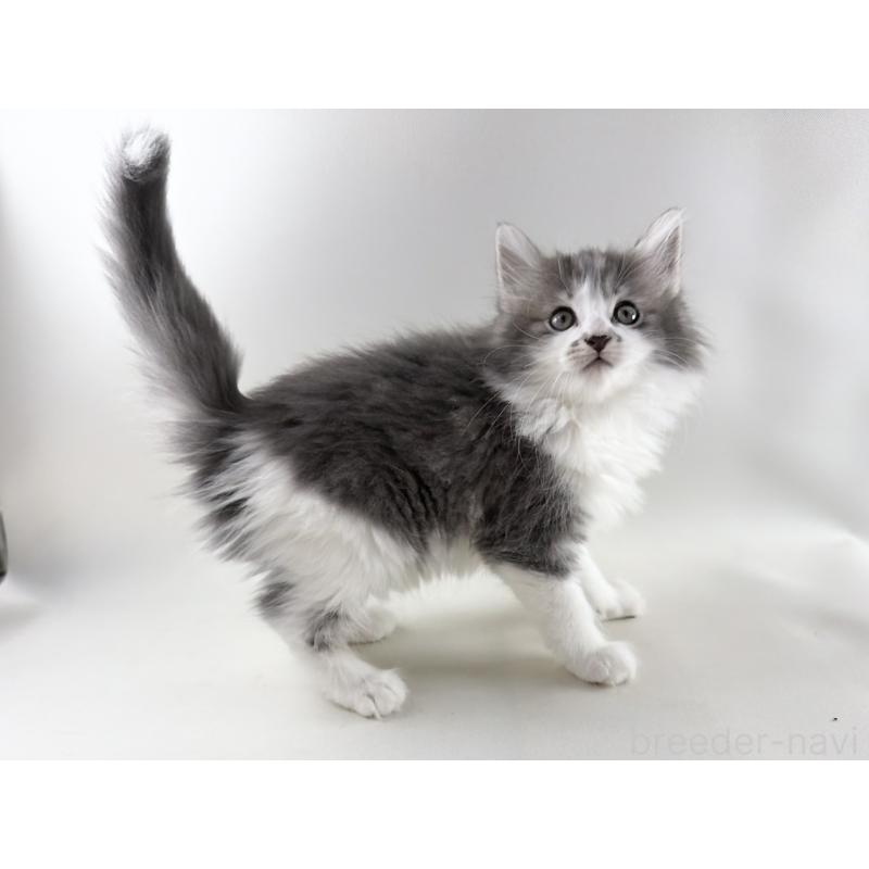 販売中の福岡県のノルウェージャンフォレストキャット-131572の12枚目