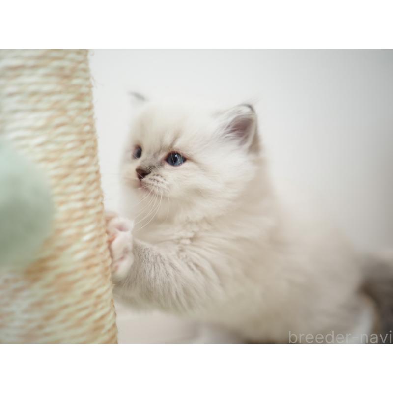 成約済の埼玉県のラグドール-131231の29枚目