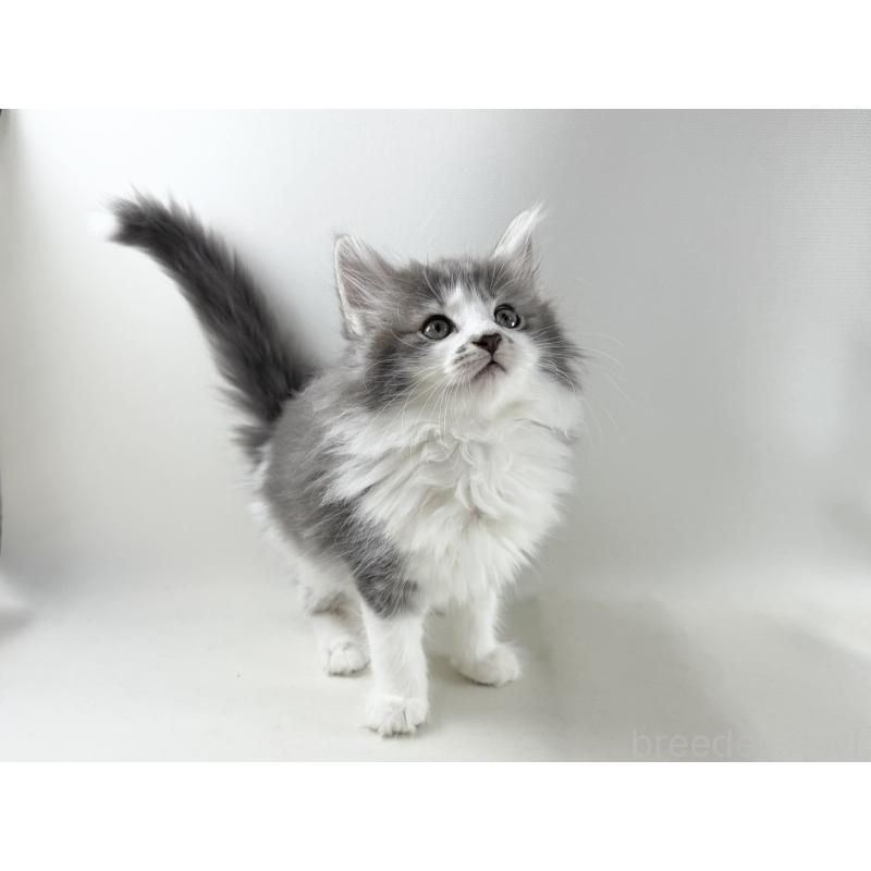 販売中の福岡県のノルウェージャンフォレストキャット-131572の9枚目