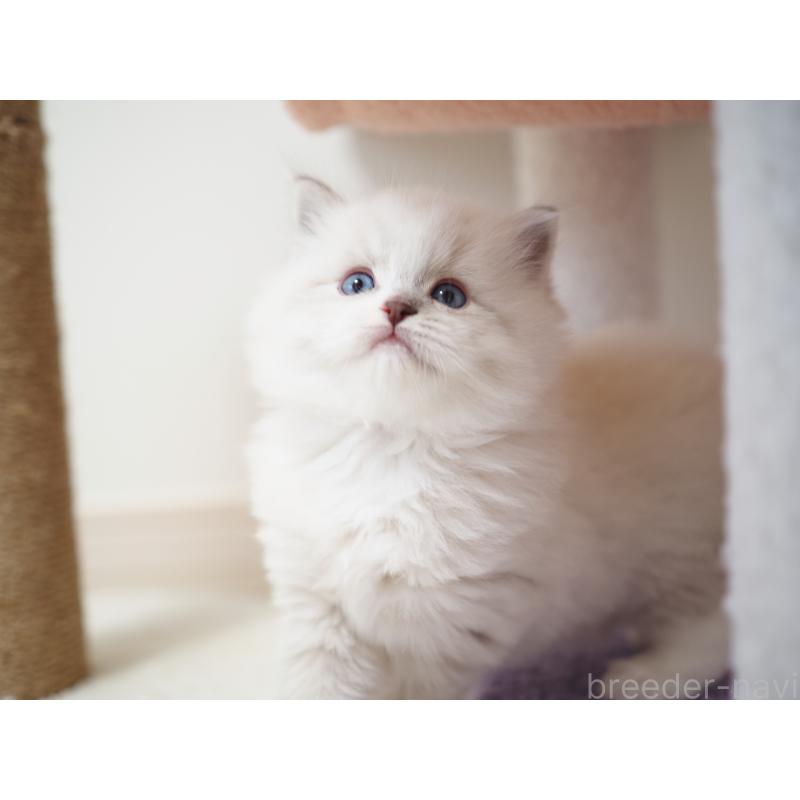 成約済の埼玉県のラグドール-131231の28枚目