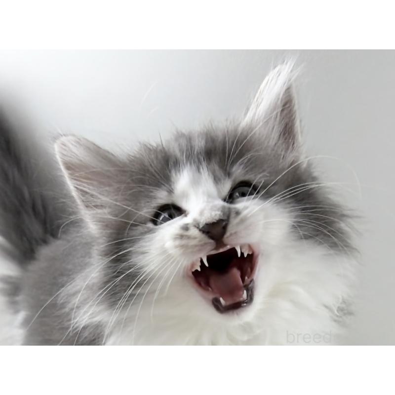 販売中の福岡県のノルウェージャンフォレストキャット-131572の8枚目