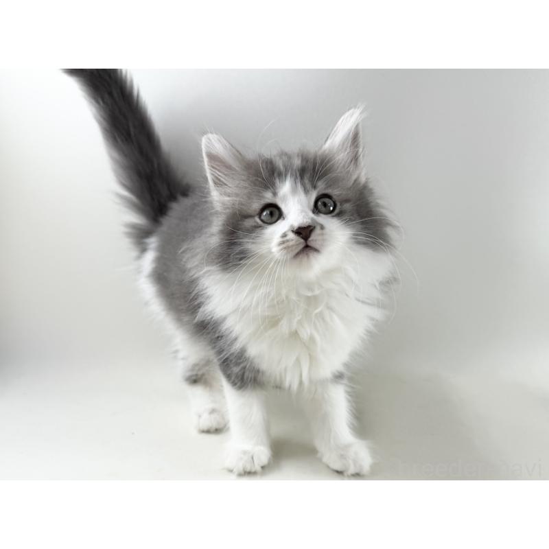 販売中の福岡県のノルウェージャンフォレストキャット-131572の7枚目