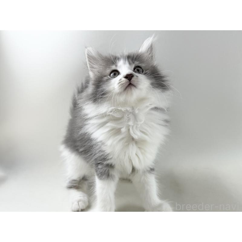 販売中の福岡県のノルウェージャンフォレストキャット-131572の5枚目