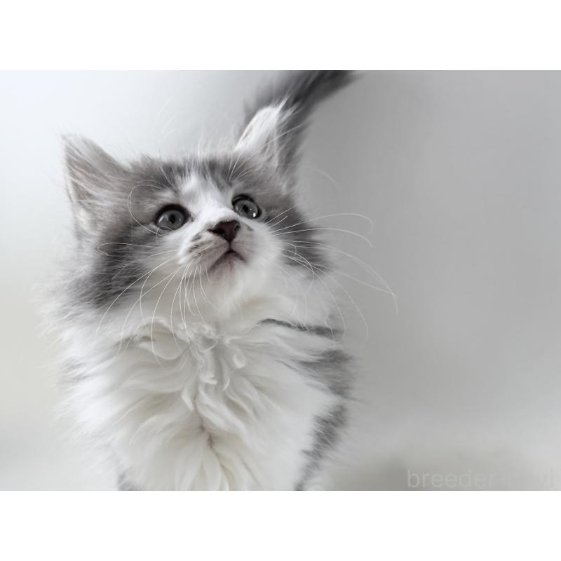 販売中の福岡県のノルウェージャンフォレストキャット-131572の4枚目