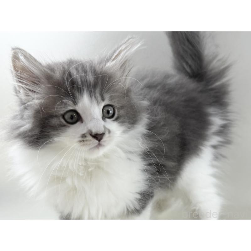 販売中の福岡県のノルウェージャンフォレストキャット-131572の3枚目