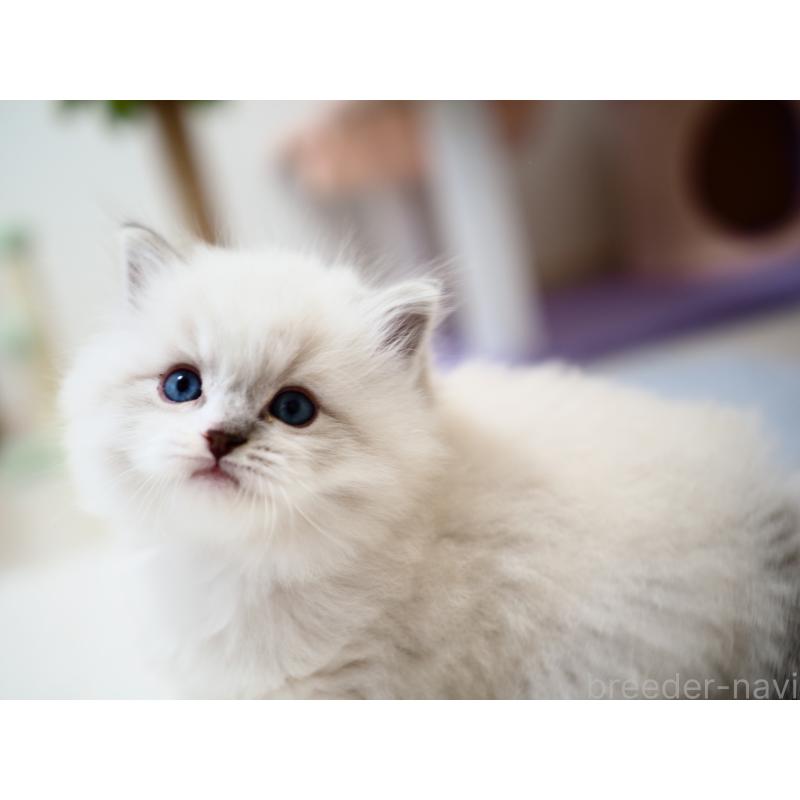 成約済の埼玉県のラグドール-131231の25枚目