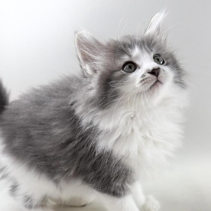 販売中の福岡県のノルウェージャンフォレストキャット-131572の2枚目