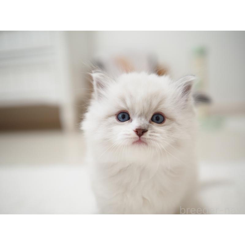 成約済の埼玉県のラグドール-131231の23枚目