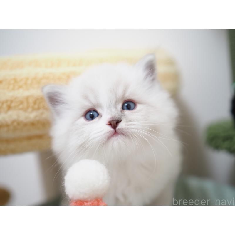 成約済の埼玉県のラグドール-131231の21枚目