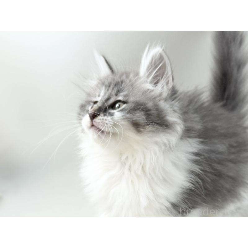 販売中の福岡県のノルウェージャンフォレストキャット-131573の15枚目