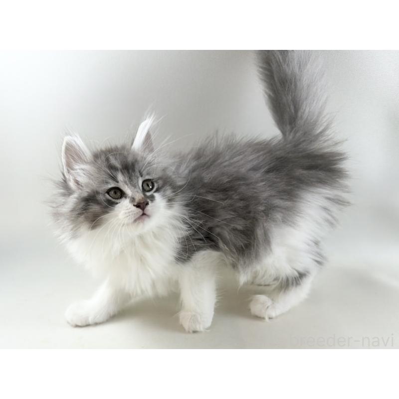 販売中の福岡県のノルウェージャンフォレストキャット-131573の14枚目