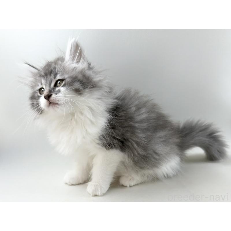 販売中の福岡県のノルウェージャンフォレストキャット-131573の13枚目