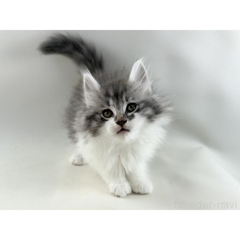 販売中の福岡県のノルウェージャンフォレストキャット-131573の12枚目