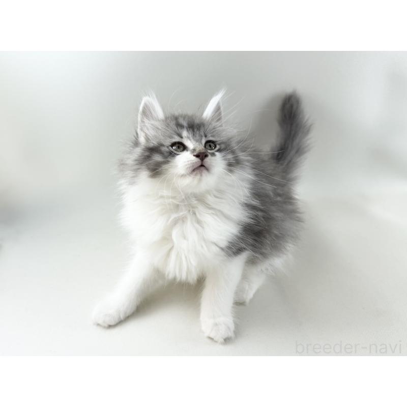 販売中の福岡県のノルウェージャンフォレストキャット-131573の11枚目