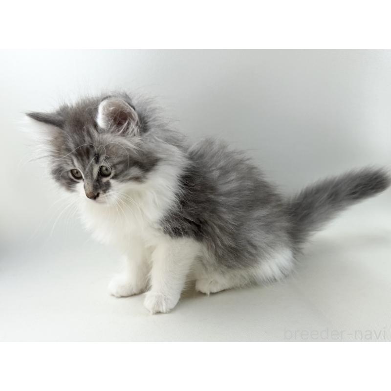 販売中の福岡県のノルウェージャンフォレストキャット-131573の10枚目