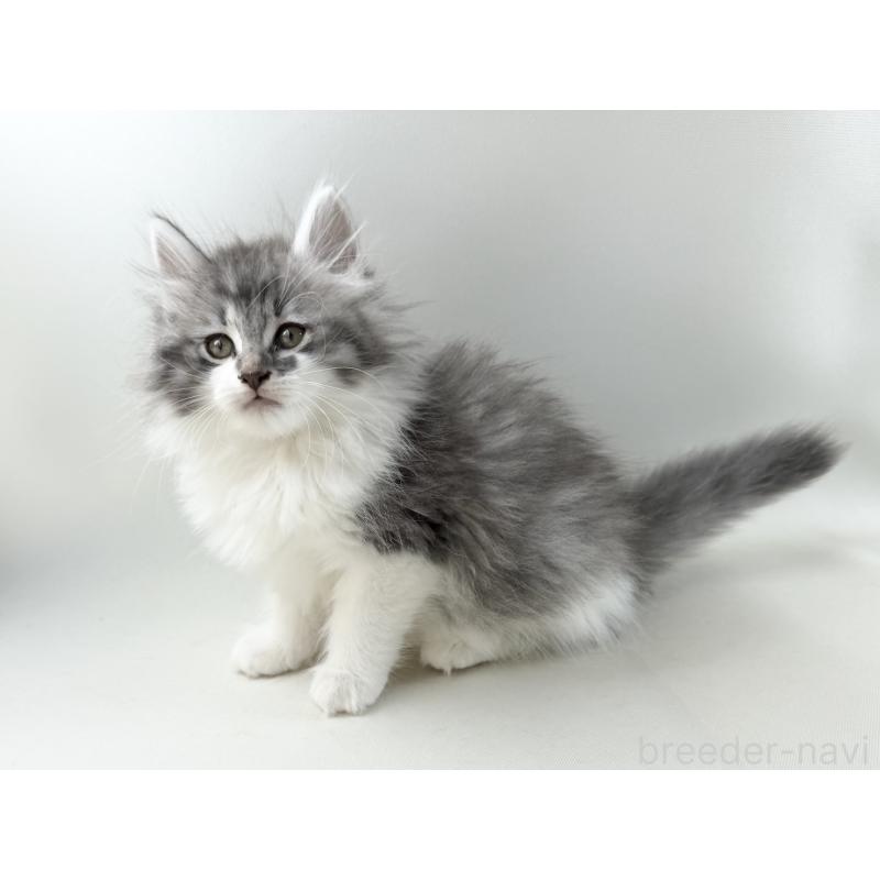 販売中の福岡県のノルウェージャンフォレストキャット-131573の9枚目